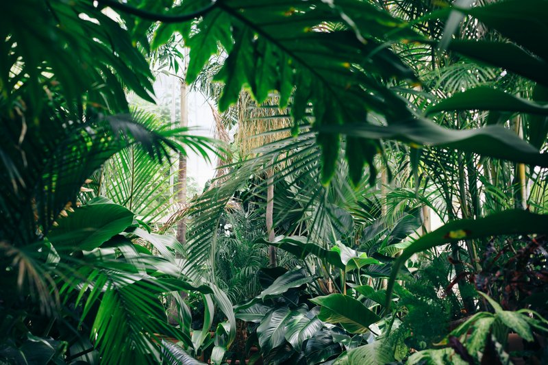 Meet the Man Training to Become a Real-Life Tarzan