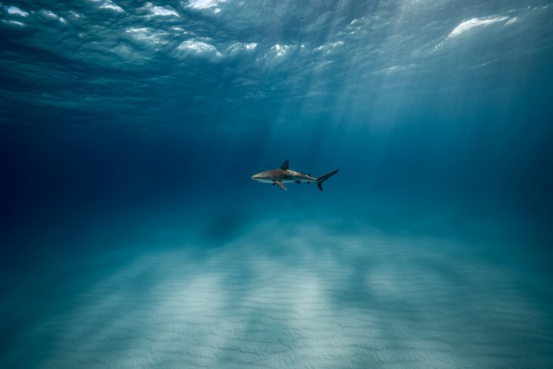 Diving Into the Ocean's Depths: The Underwater Photography of Brian Skerry